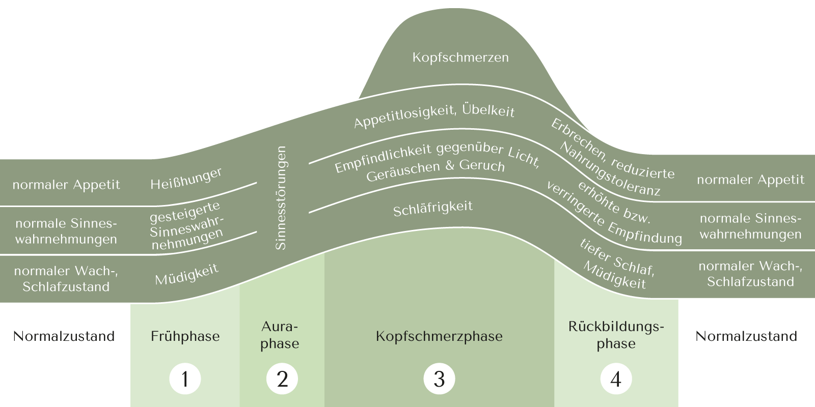Die vier Phasen des Migräne-Verlaufs und ihre Symptome in einer Grafik dargestellt: Frühphase, Auraphase, Kopfschmerzphase und Rückbildungsphase.