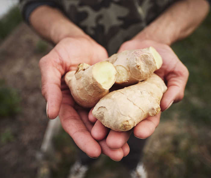 Zwei Männer-Hände sind aneinander gelegt und halten mehrere Ingwerknollen 