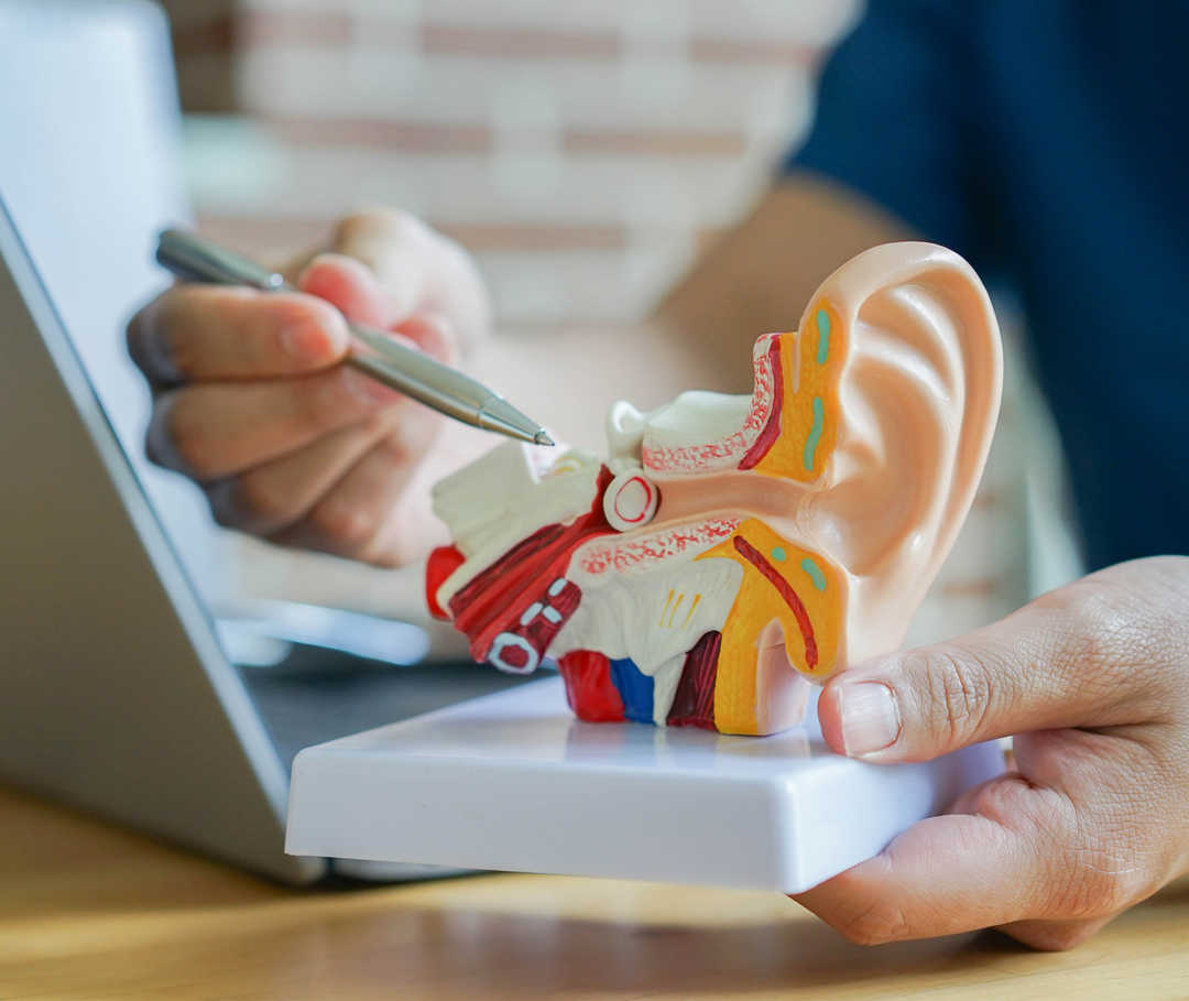 Eine Hand hält ein anatomisches Modell des menschlichen Ohrs, während eine weitere Hand mit einem Stift auf ein Detail des Modells zeigt.